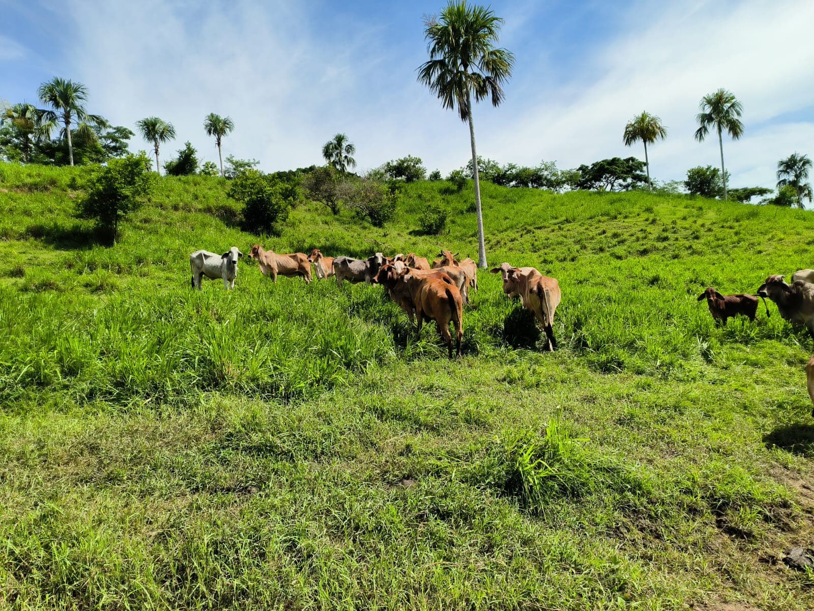 Fincas Ganaderas Cimitarra